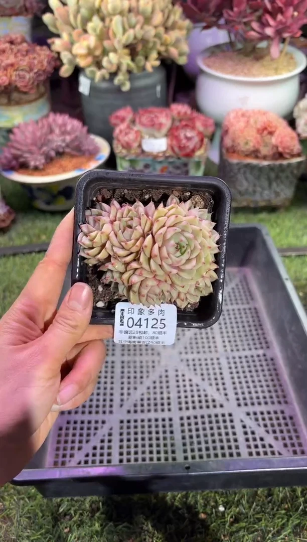 【闪购商品】04125