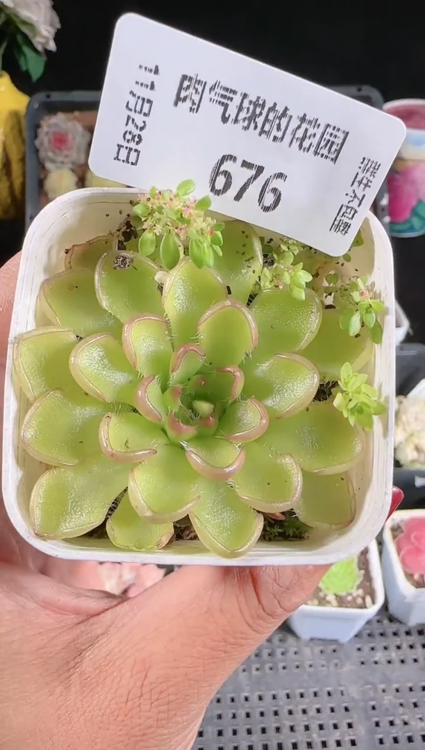 多肉1128-676近藤群生不包整