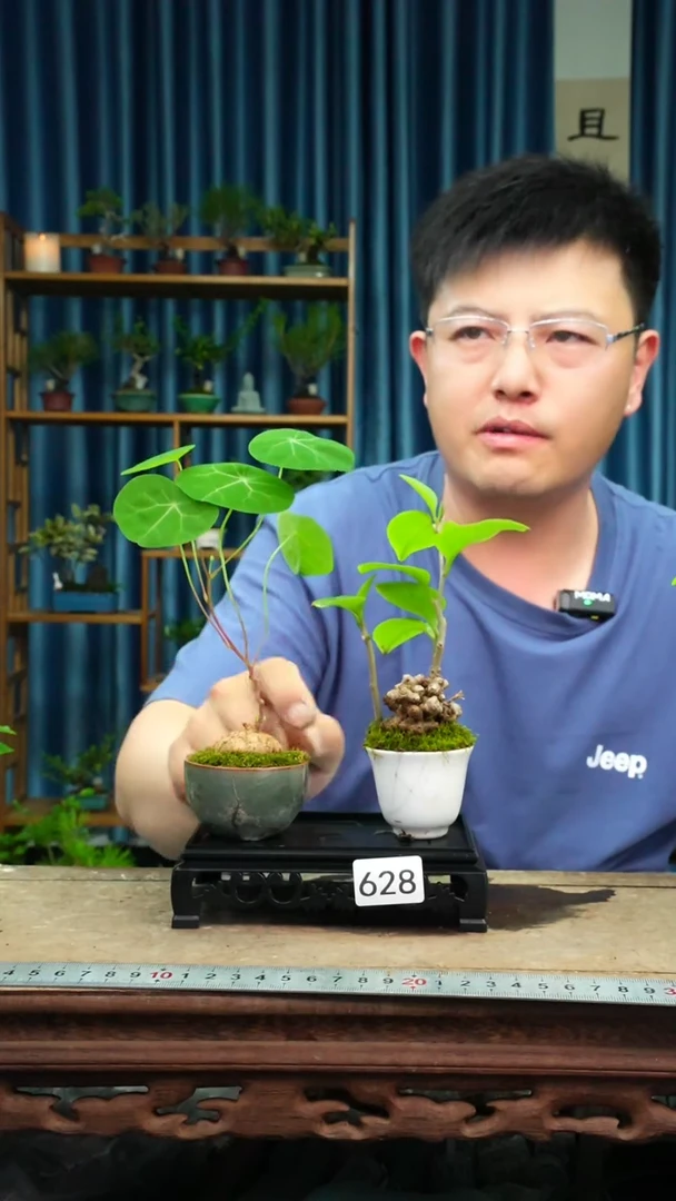 无花朵苔藓微景观628号瑕疵盆