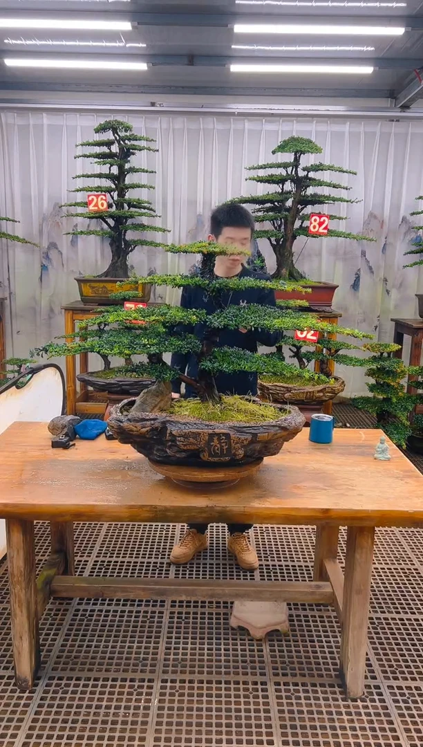 无花朵红****?精品盆景直播间一物一拍