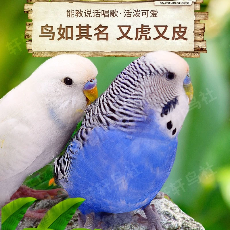 虎皮鹦鹉活物小鸟活体会学说话家养宠物鸟活鸟一对可繁殖包邮包活