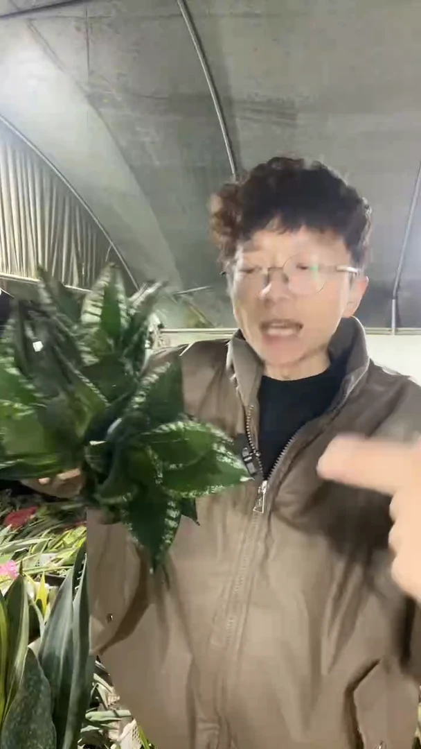 矮脚星空裸根3棵15.8