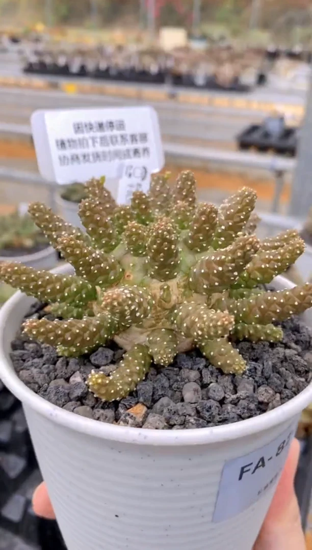 【闪购商品】干式大戟FA-8286