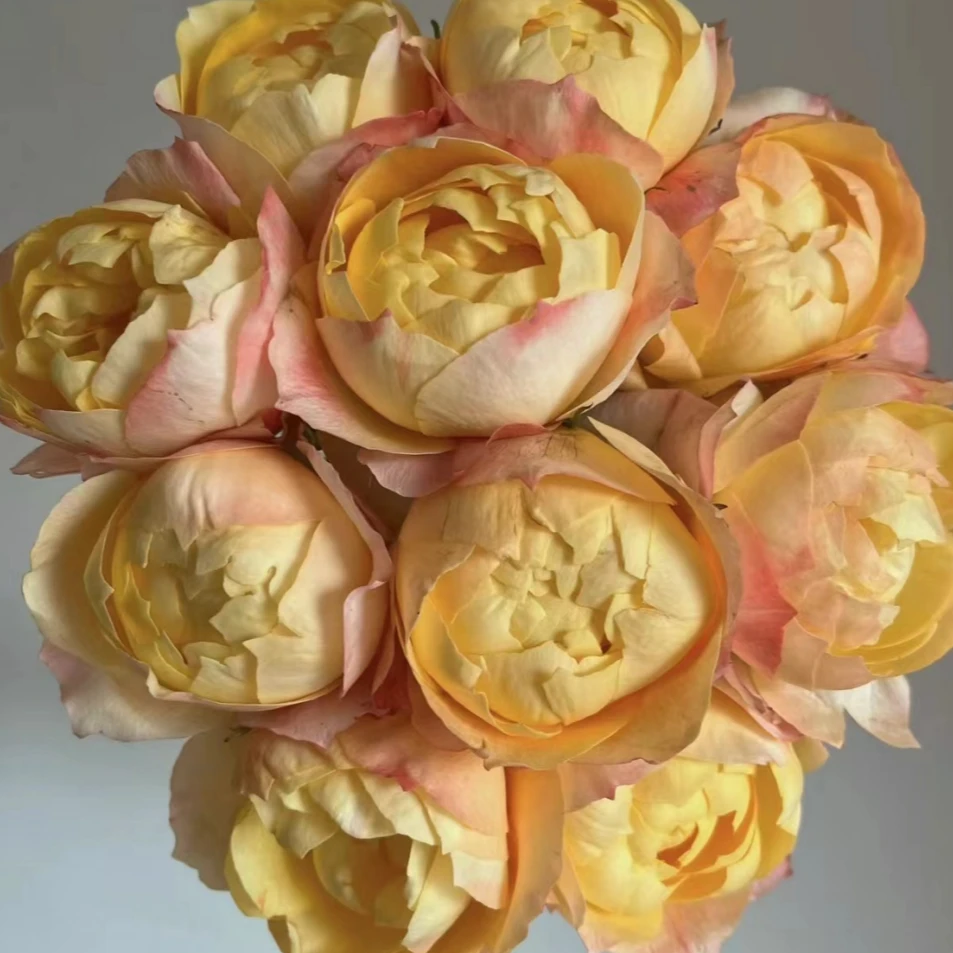 花知述园艺星橙美人四季玫瑰月季花树苗常年开花植物庭院阳台可养