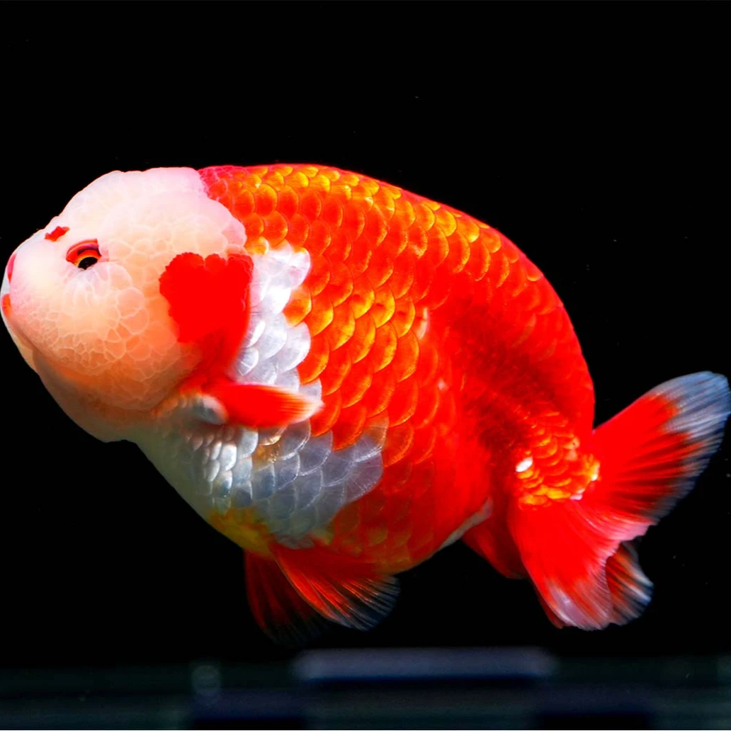 精品兰寿金鱼，各种花色应有尽有