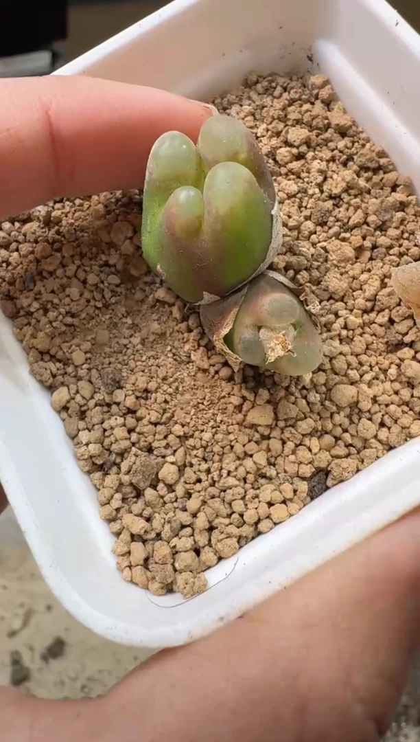 13-80多肉植物肉锥