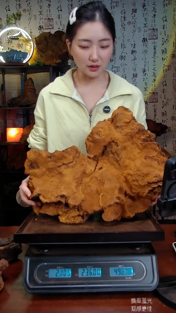 松针层孔菌中国大陆【藏区】松树桑黄（6.59斤）70-80年份