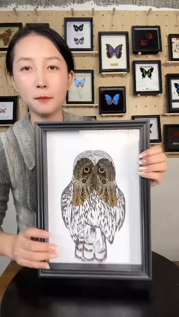猫头鹰环蝶蝴蝶装饰画A4框