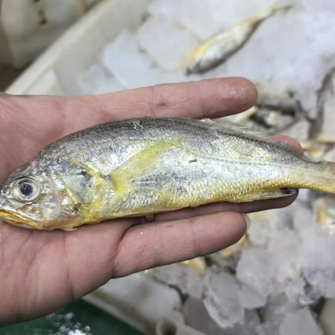 破肚/掉头/残的冷冻小黄花鱼适合鱼馅丸[无售后]净重4斤顺丰包邮
