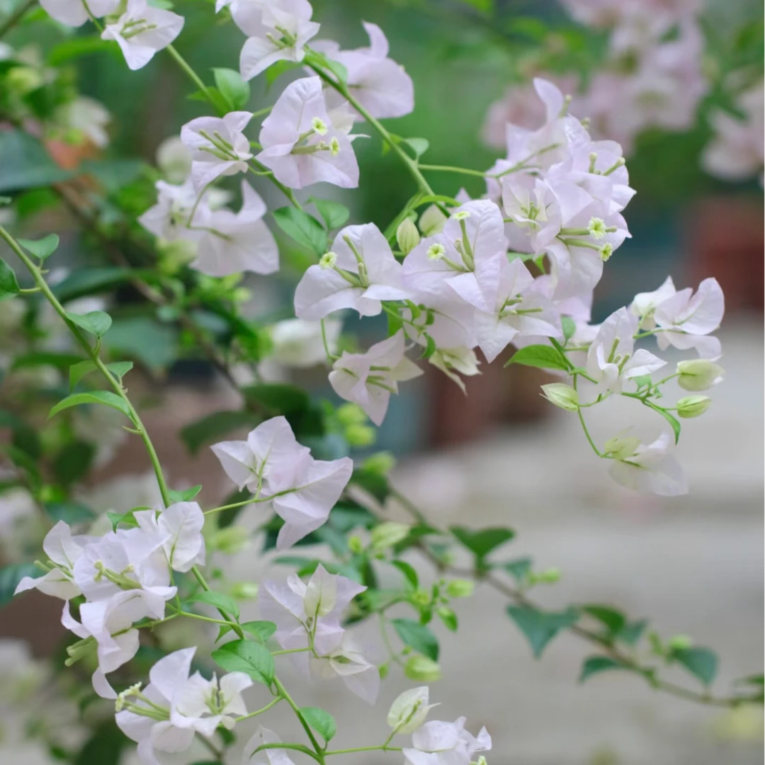 【沁心】苹果花 -三角梅-盆栽 耐热花卉四季开花阳台桌面庭院植物