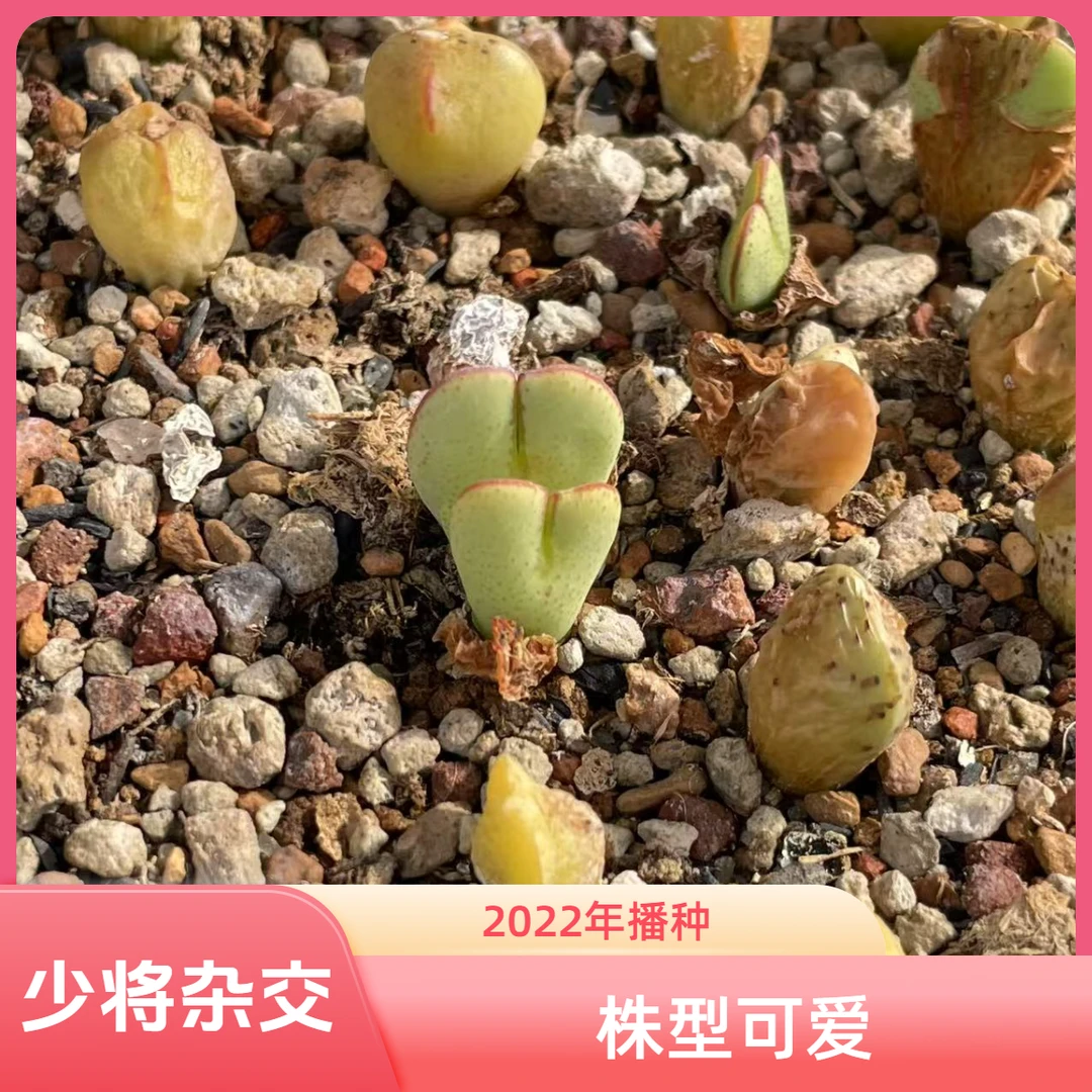 2022年播种少将杂交   创意花卉盆栽番杏科肉锥多肉植物
