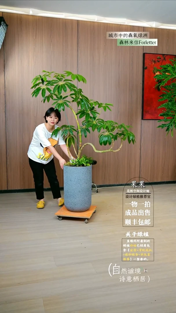 不开花植物空*保罗大叶伞一整套成品就一颗了