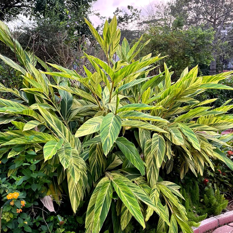 花叶良姜盆栽艳山姜绿化庭院阳台花镜四季观叶开花多年生耐热植物