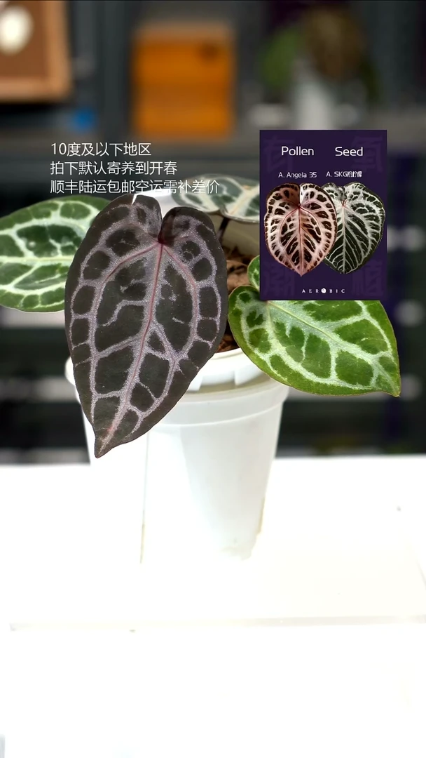 完全开放安吉拉*粉柠檬