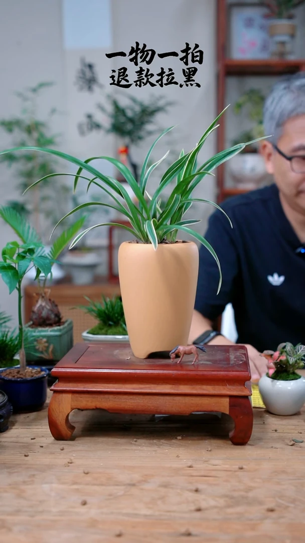 完全开放南**凉586兰花