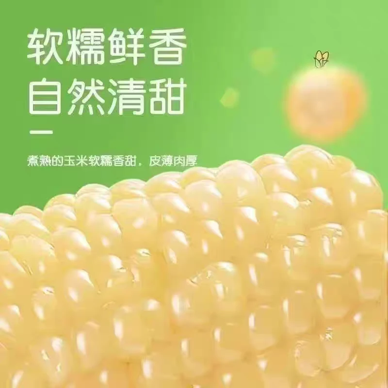 2025年白糯玉米8根东北黑龙江五常鲜食玉米软糯香甜真空包装新鲜