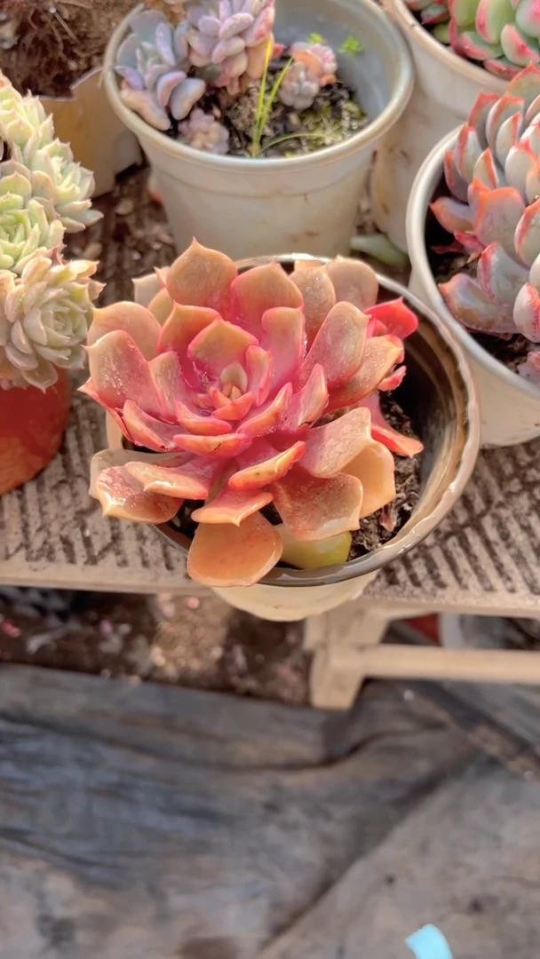 小*跃跃精品多肉03018