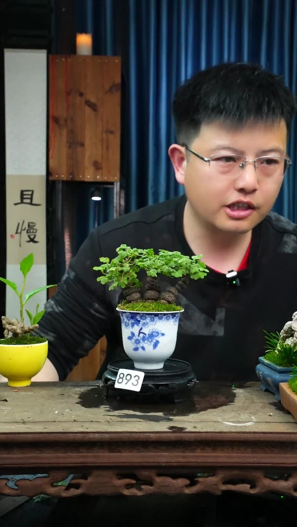 【闪购商品】苔藓微景观893号