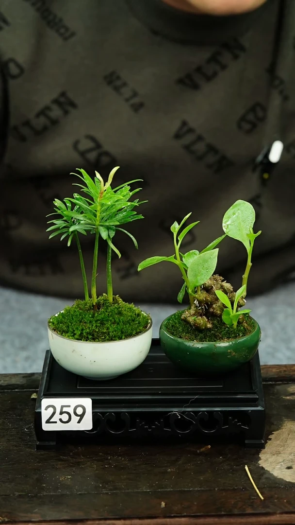 【闪购商品】苔藓微景观259号