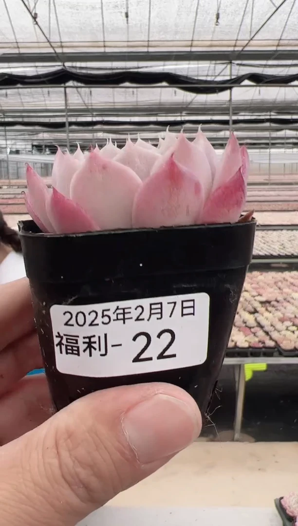 【闪购商品】福利款多肉-22