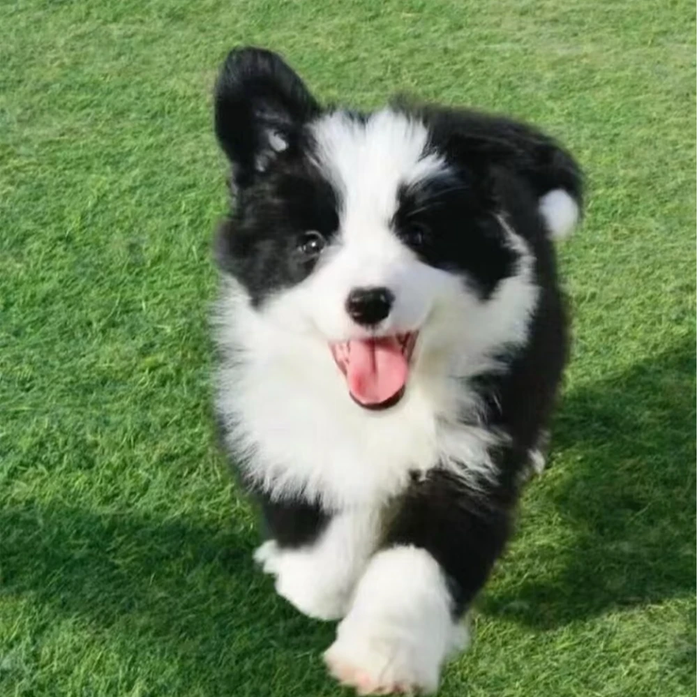 【宠海甄选】边牧阿拉斯加金毛可爱伴侣犬聪明温顺宠物狗狗