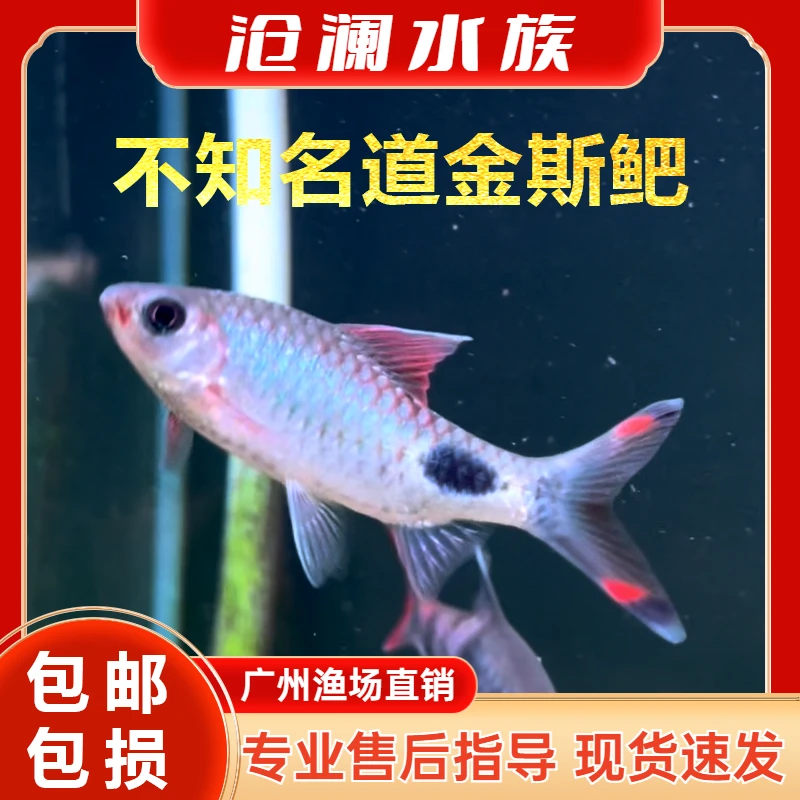 不知名道金斯鲃红线黑影道人紫红两点鲫广温活体群游淡混养观赏鱼