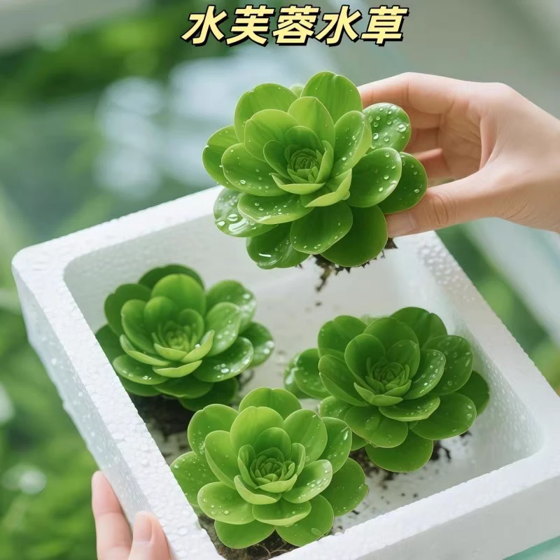 浮萍水草水生水培植物造景净化水质易养活养鱼池塘养龟庭院水芙蓉