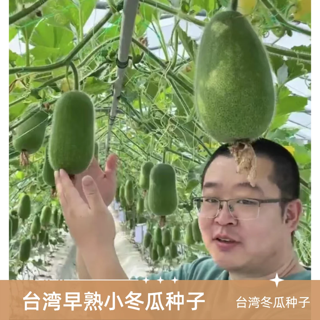一串铃早熟小冬瓜种子迷你小冬瓜高产绿春冬瓜种子蔬菜嫩瓜