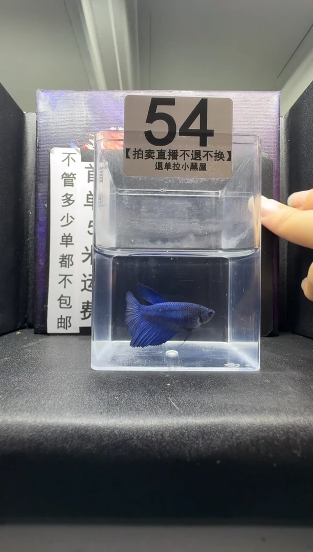 斗鱼母鱼编号：54
