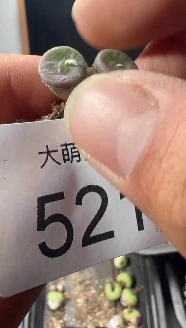 一物一拍                521