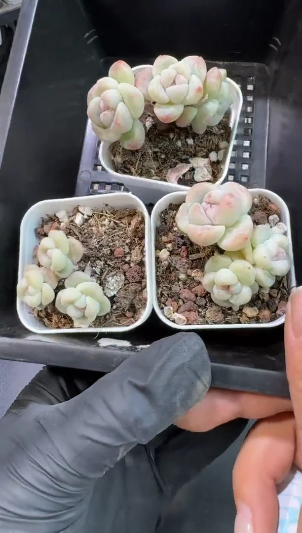 【闪购商品】65号到手1框-江北多肉