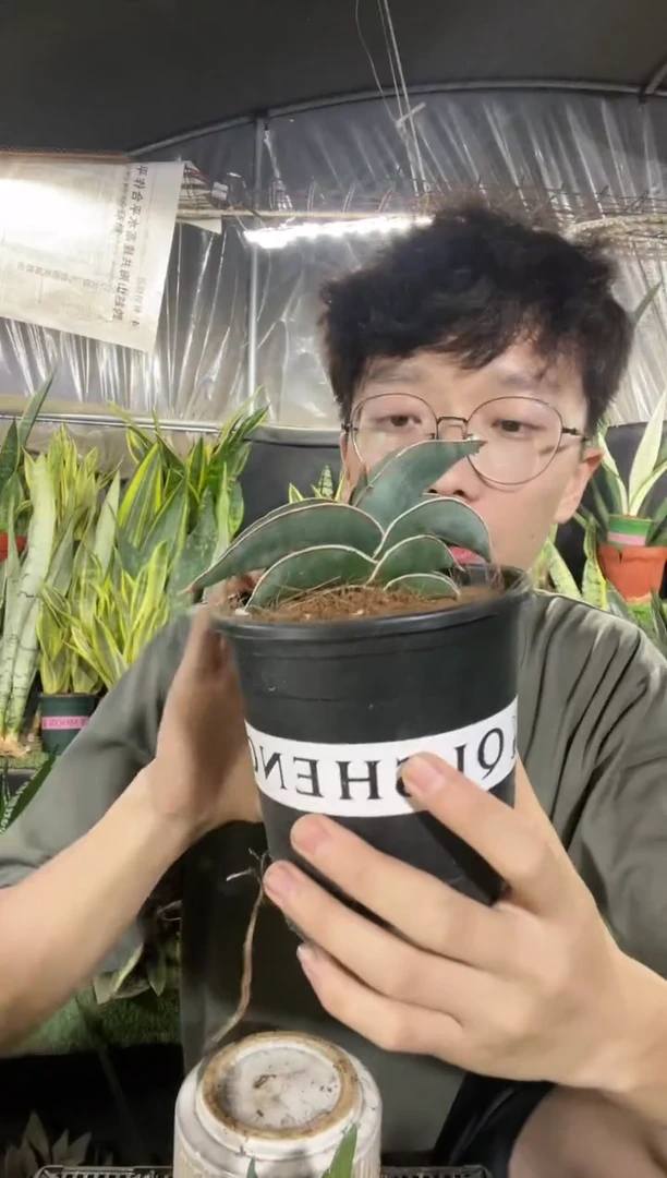 鸟嘴带盆土80...