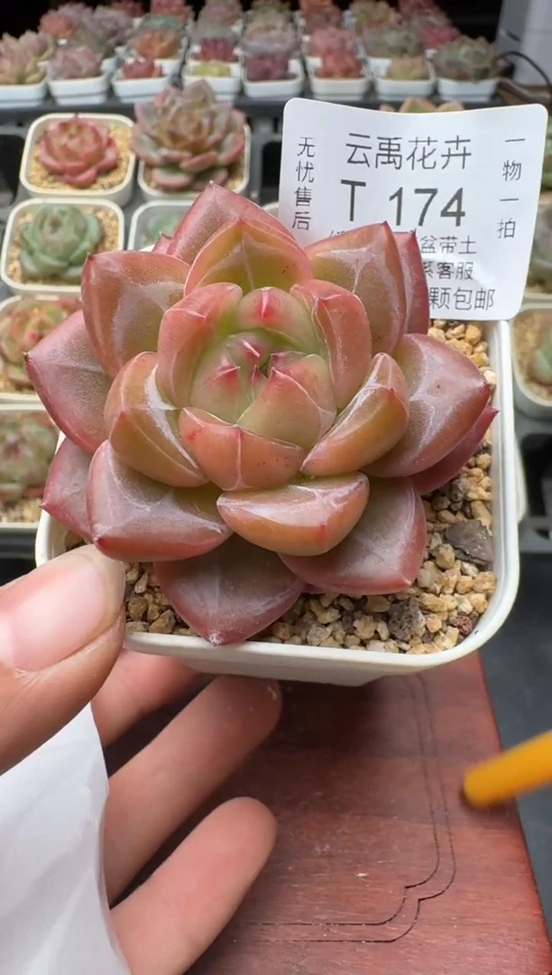 174N带盆土发(5.5cm杯） 当场拍3颗以上包柚 多肉植物