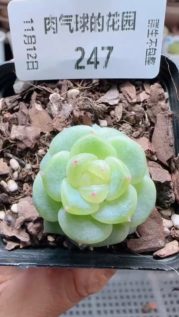 1112-247灵雨（群生不包整）