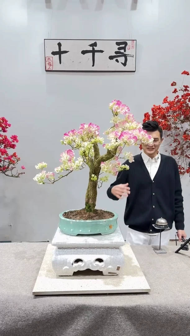 完全开放绿樱三角梅
