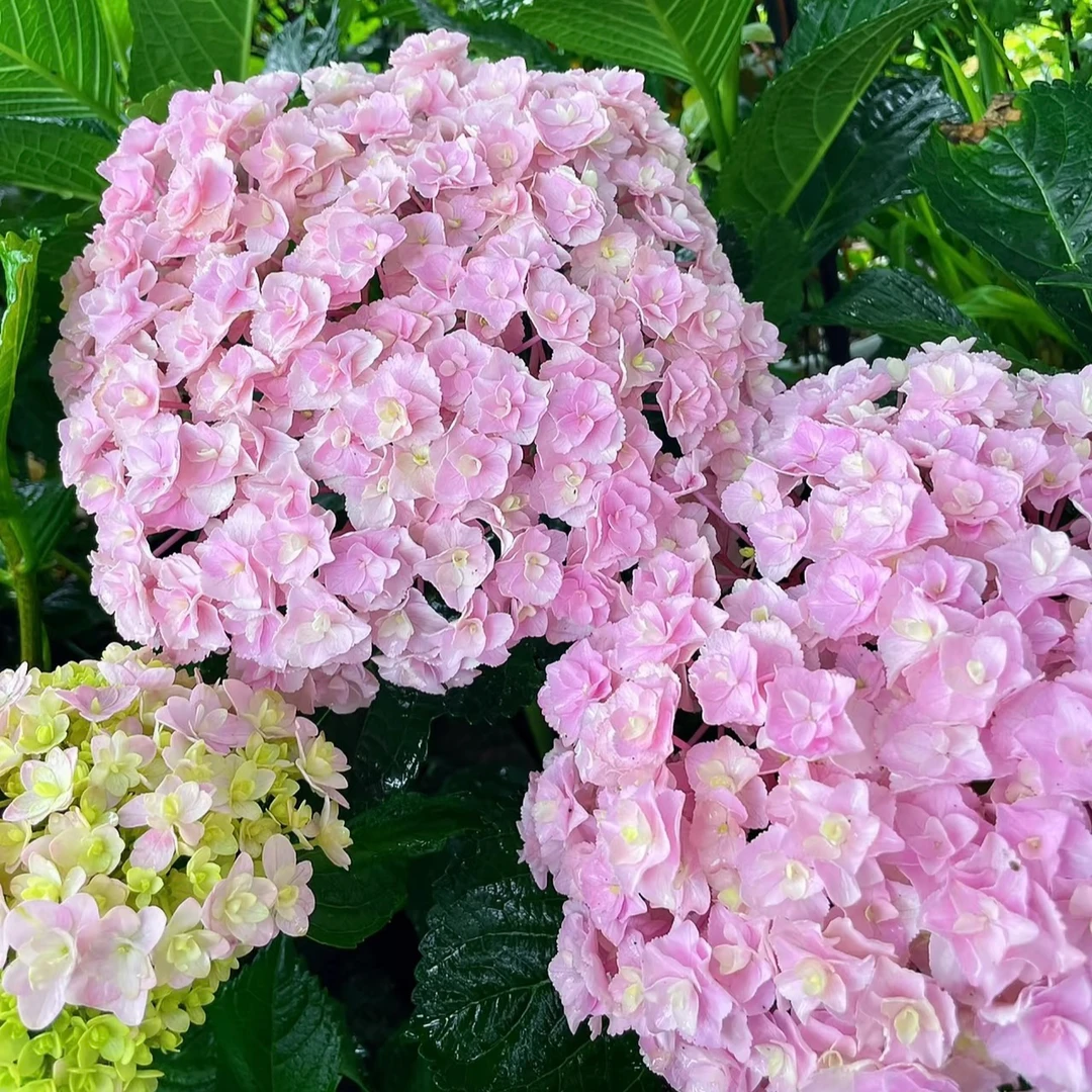 【阿涛】180#花宝  新品绣球花苗盆栽 大苗室内阳台庭院植物