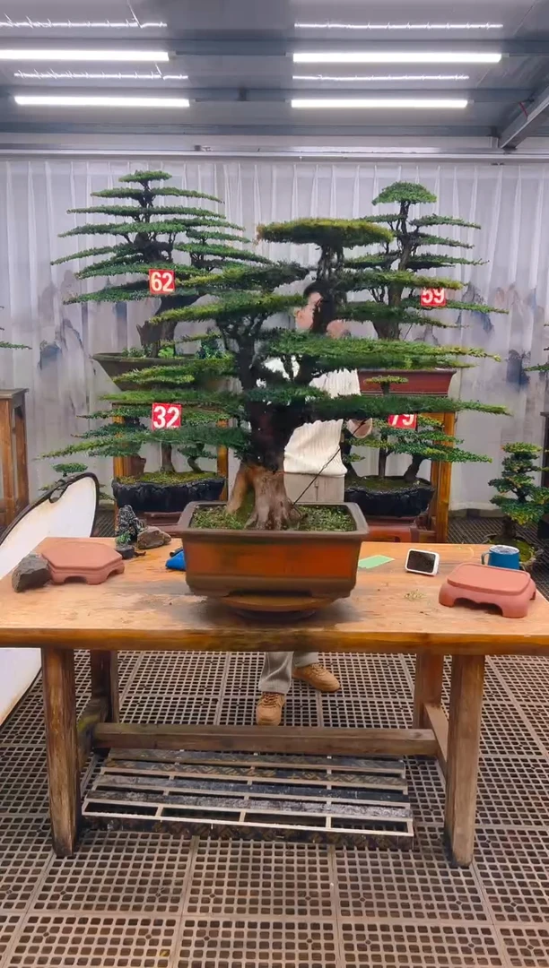 无花朵卢*精品盆景直播间一物一拍