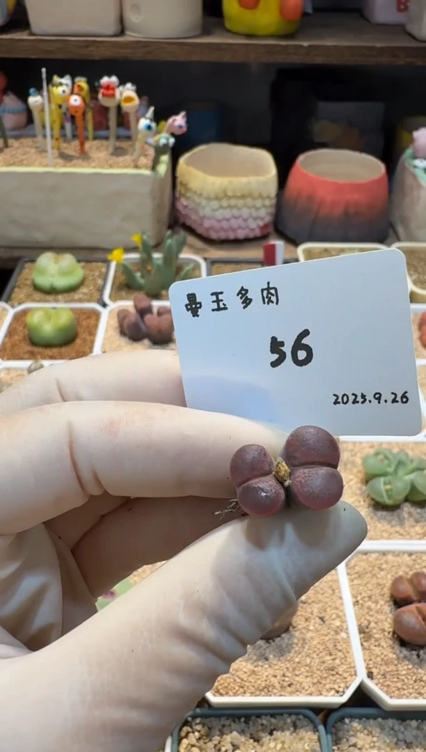 冉****啦25.9.26-56冉可可