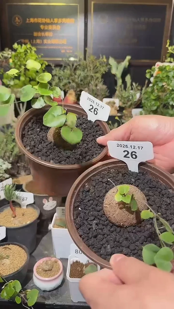 26号1217福利南非龟甲龙买一送一