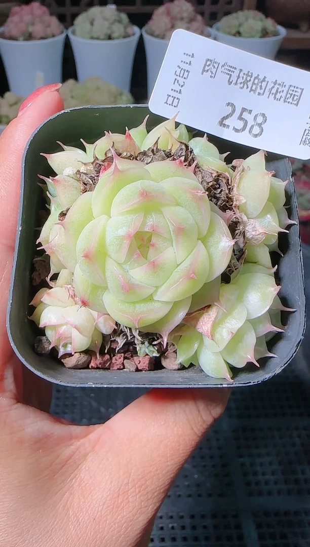 1121-258群生不包整