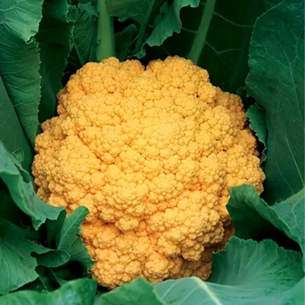 秋冬耐寒花菜秧苗金花菜松花菜多彩花菜秧苗庭院阳台盆栽地栽秧苗