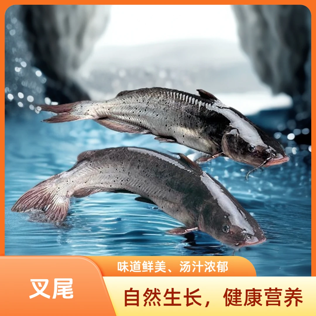 【黔方有渔】叉尾鱼1250g