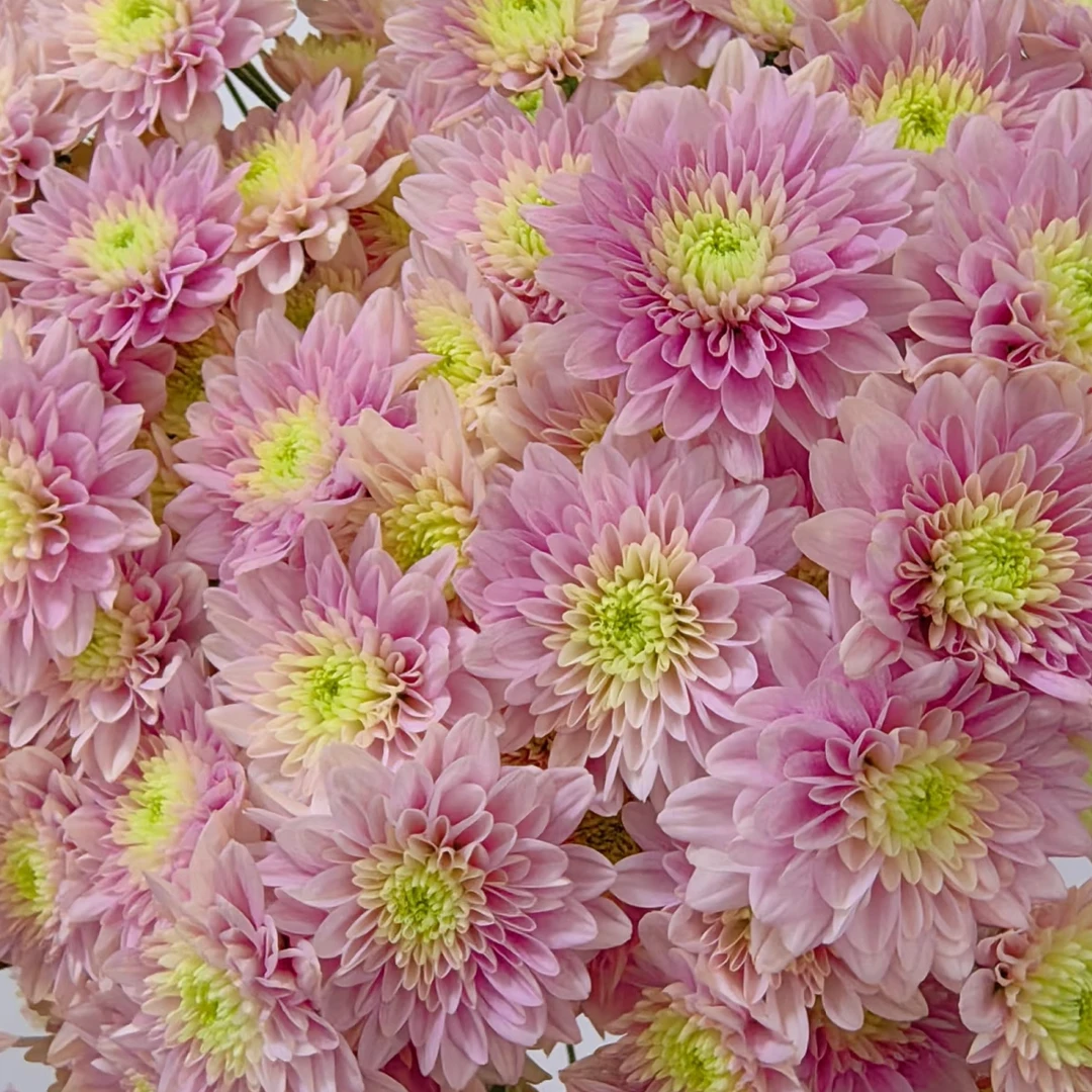 【草莓冰沙】多头鲜花小菊云南昆明基地直发一单中通两单顺丰