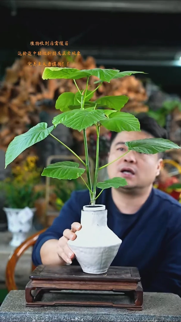 完全开放爱心榕478+