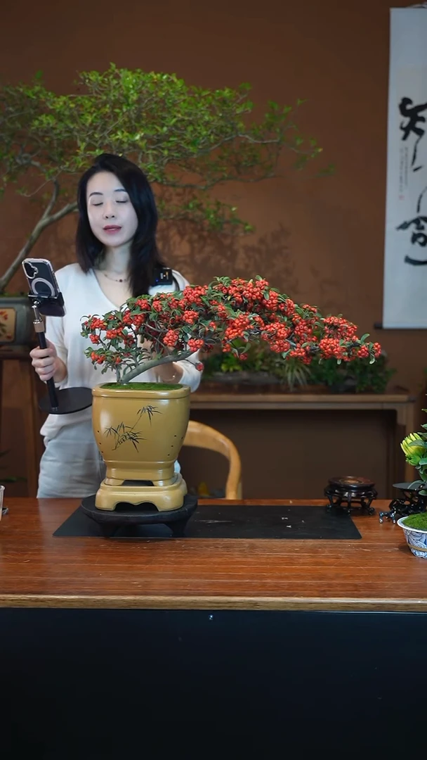 全部花朵火棘盆景盆景盆景