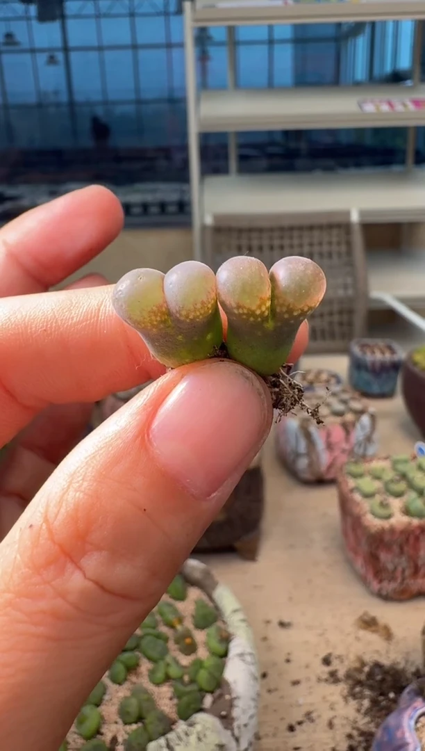 9-482多肉植物肉锥