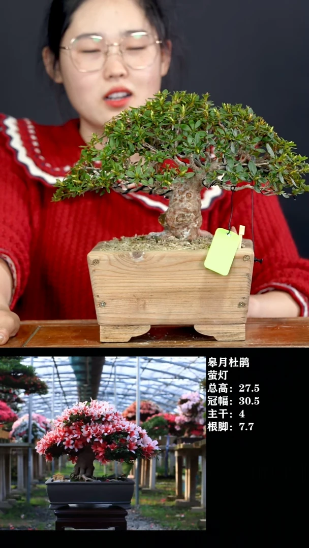 无花朵h*j萤灯-G7930