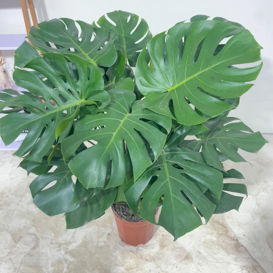 龟背竹大叶绿植盆栽室内客厅阳台四季常青好养植物