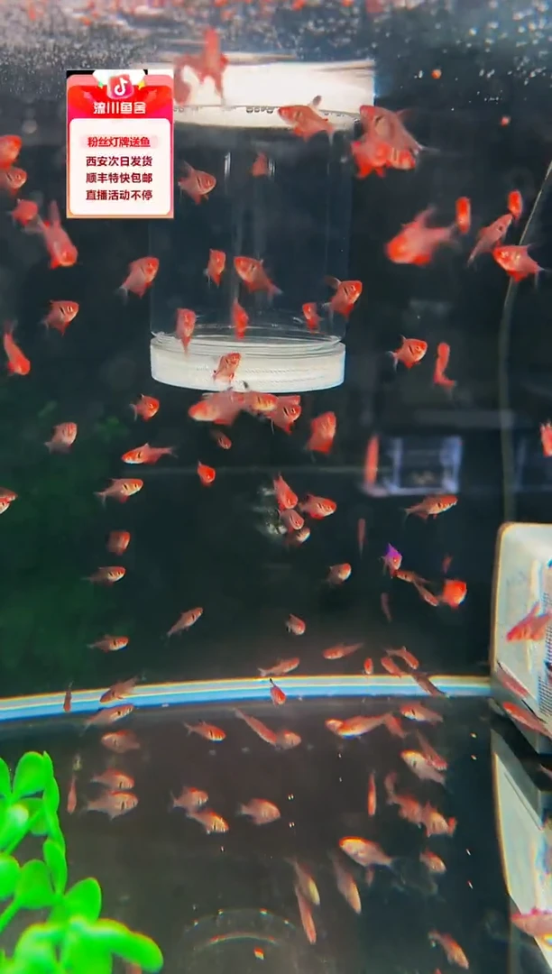 海水鱼?*?海克斯科技灯鱼