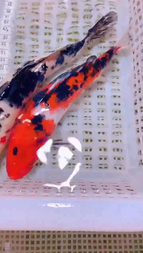 锦鲤冷水观赏鱼全场包邮32